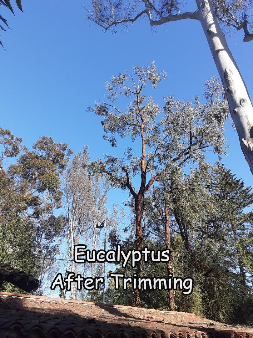 Trimming Eucalyptus Trees - Why and How - Andy's Tree Service