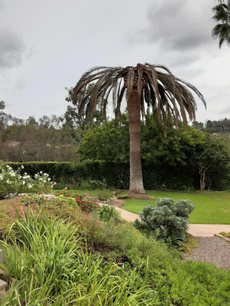 Phoenix Palm killed by Red Palm Weevil in Rancho Santa Fe