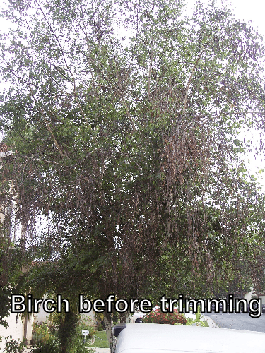 Birch tree before trimming by Andy's Tree Service, in Escondido