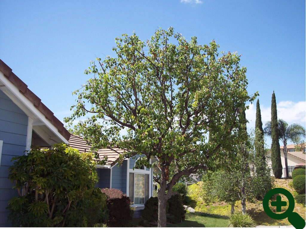 Ornamental Pear after trimming