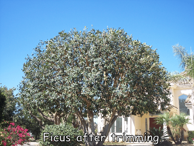 Ficus tree after trimming by Andy's Tree Service, in Hidden Meadows