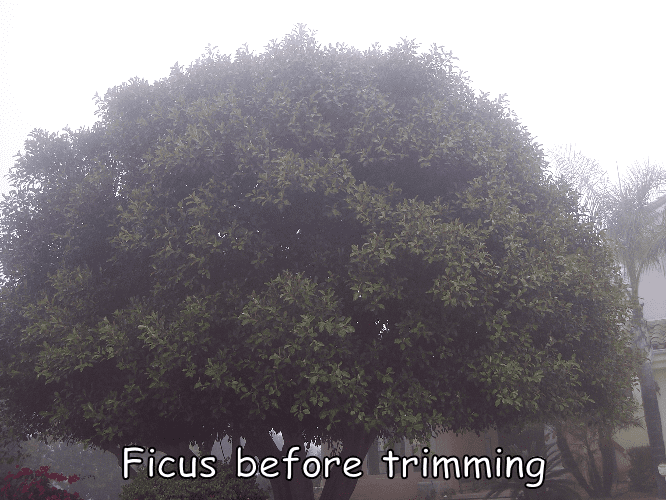 Ficus tree before trimming by Andy's Tree Service, in Hidden Meadows