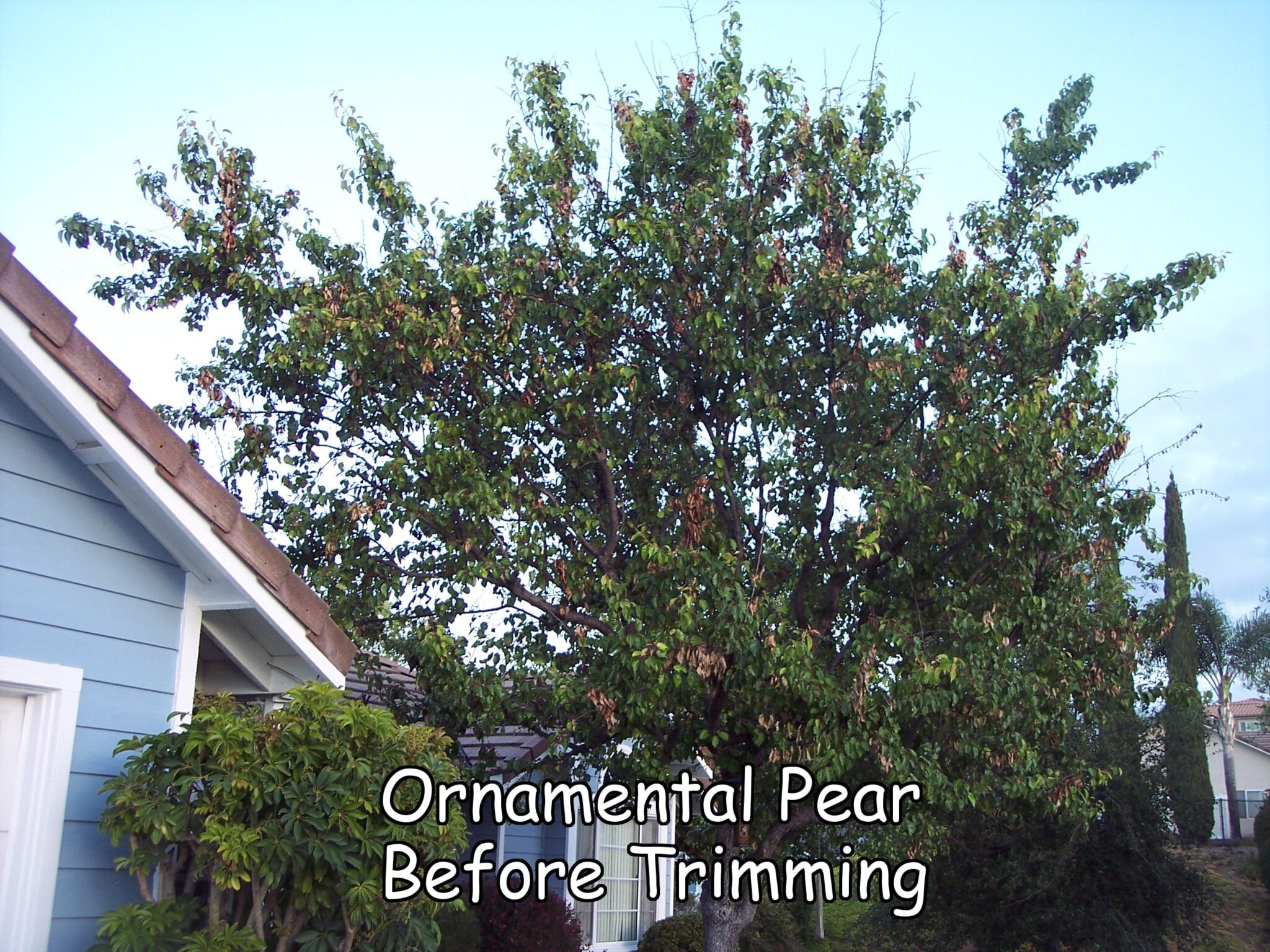 Ornamental Pear tree before trimming by Andy's Tree Service, in Escondido