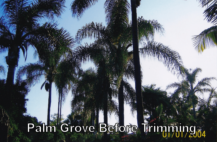 Palm trees before trimming by Andy's Tree Service, in Escondido