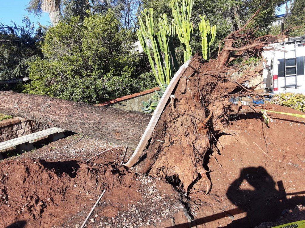 fallen tree
