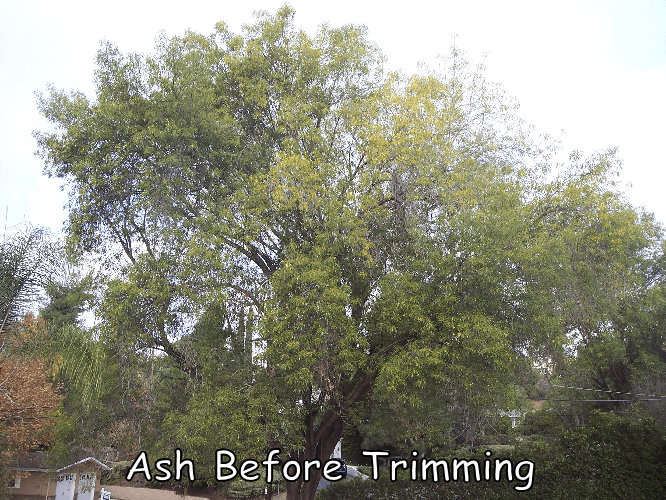 Ash tree before trimming by Andy's Tree Service, in Escondido