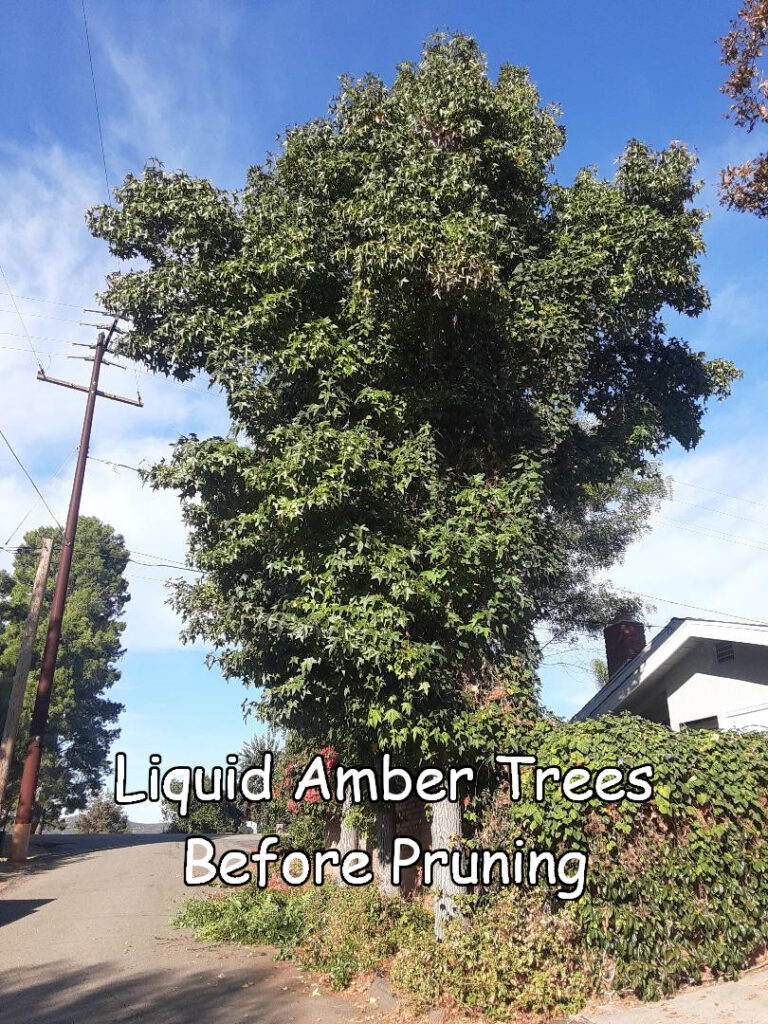 Liquid Amber tree before pruning by Andy's Tree Service, in Escondido