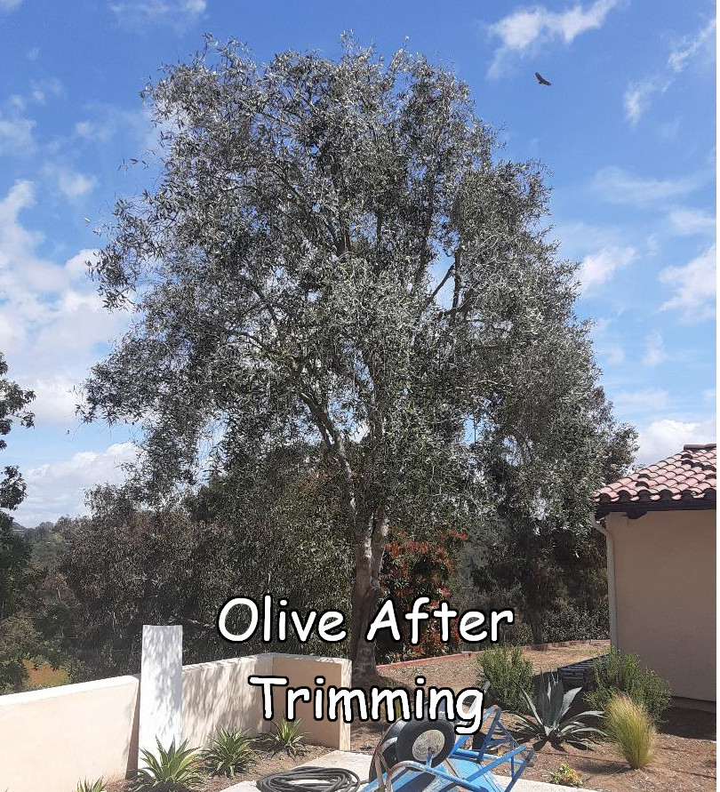 Olive tree after trimming by Andy's Tree Service, in Rancho Santa Fe