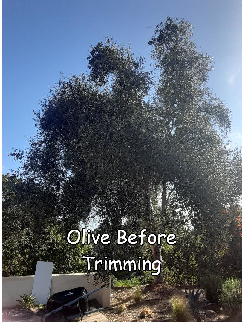 Olive tree before trimming by Andy's Tree Service, in Rancho Santa Fe