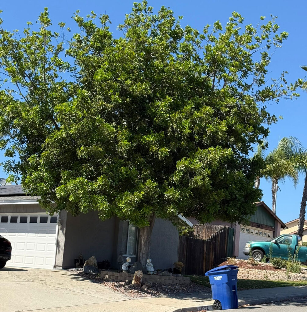 Ornamental Pear before trimming by Andy's Tree Service in Escondido CA