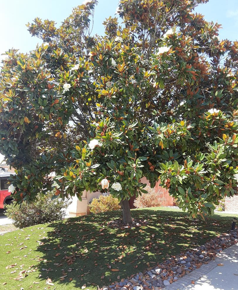 Magnolia before trimming by Andy's Tree Service in Escondido