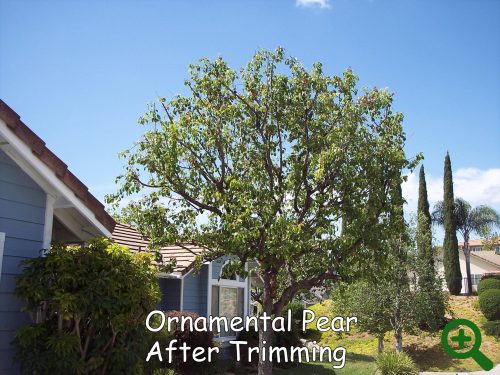 Ornamental Pear after zoom Ornamental Pear after trimming by Andy's Tree Service, in Escondido