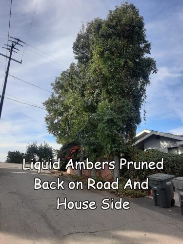 ambers after pruning captioned 1 Liquid Amber tree after pruning by Andy's Tree Service, in Escondido