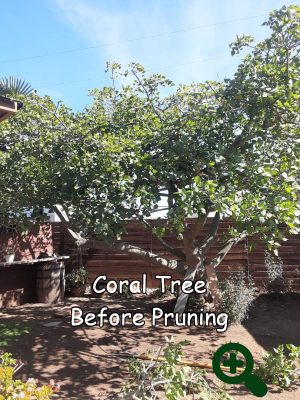 coral before 1captioned Coral tree before pruning by Andy's Tree Service, in Escondido