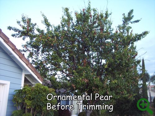 orna pear before with zoom Ornamental Pear before trimming by Andy's Tree Service, in Escondido