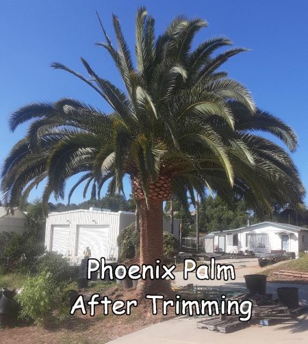 phoenix after 2 cut captioned Phoenix Palm after trimming by Andy's Tree Service, in Fallbrook