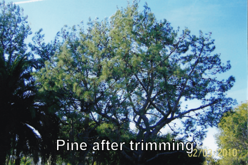 pine after trimming Pine Tree after trimming