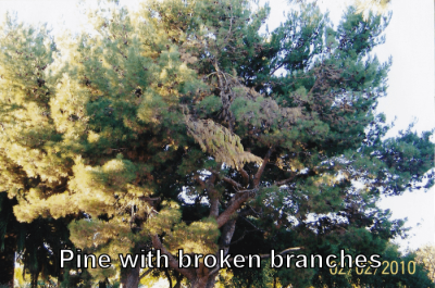 pine broken branches Pine Tree before trimming