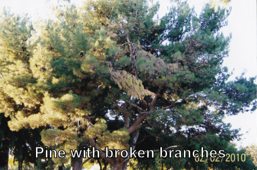 pine broken branches Pine Tree before trimming