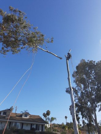 tree-branch.jpg Eucalyptus "head" cut off and pulled to safety by Andy's Tree Service in Escondido CA
